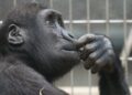 view ape thinking primate